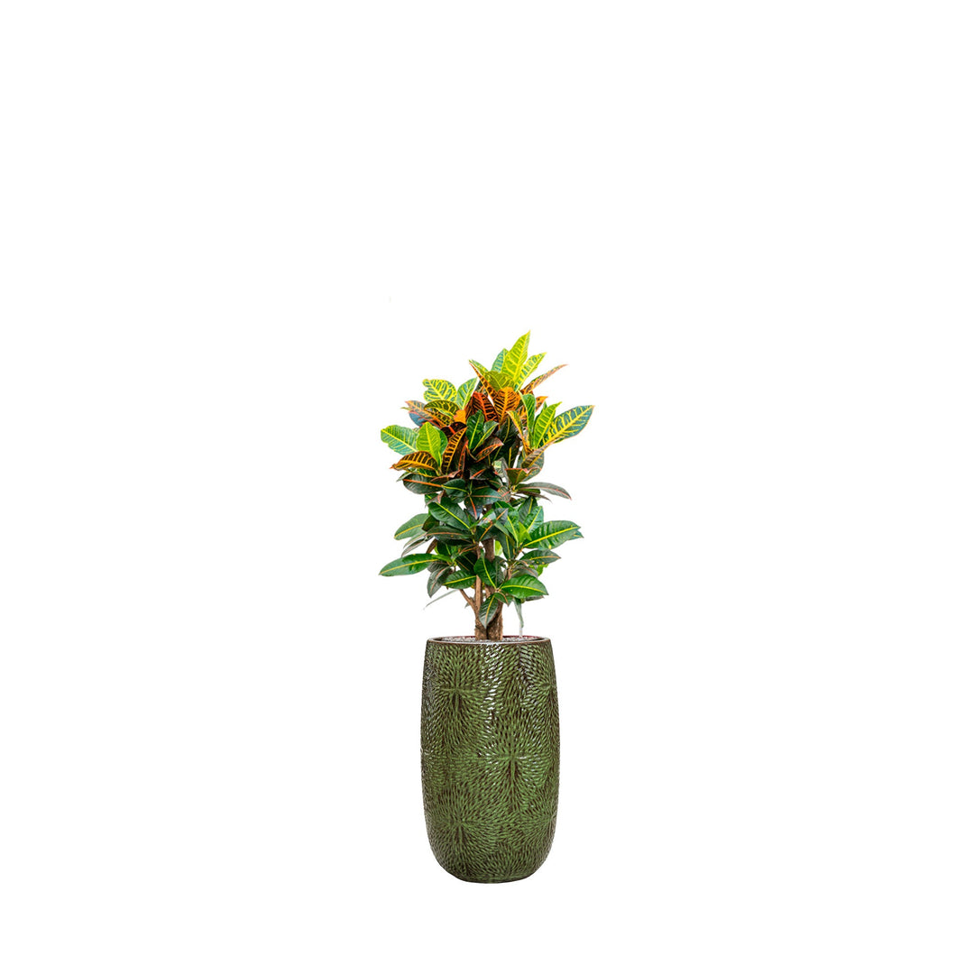 Codiaeum Marly63 PLANTES ET POTS DE BUREAUX Location/Entretien (HT/mois) Vert 