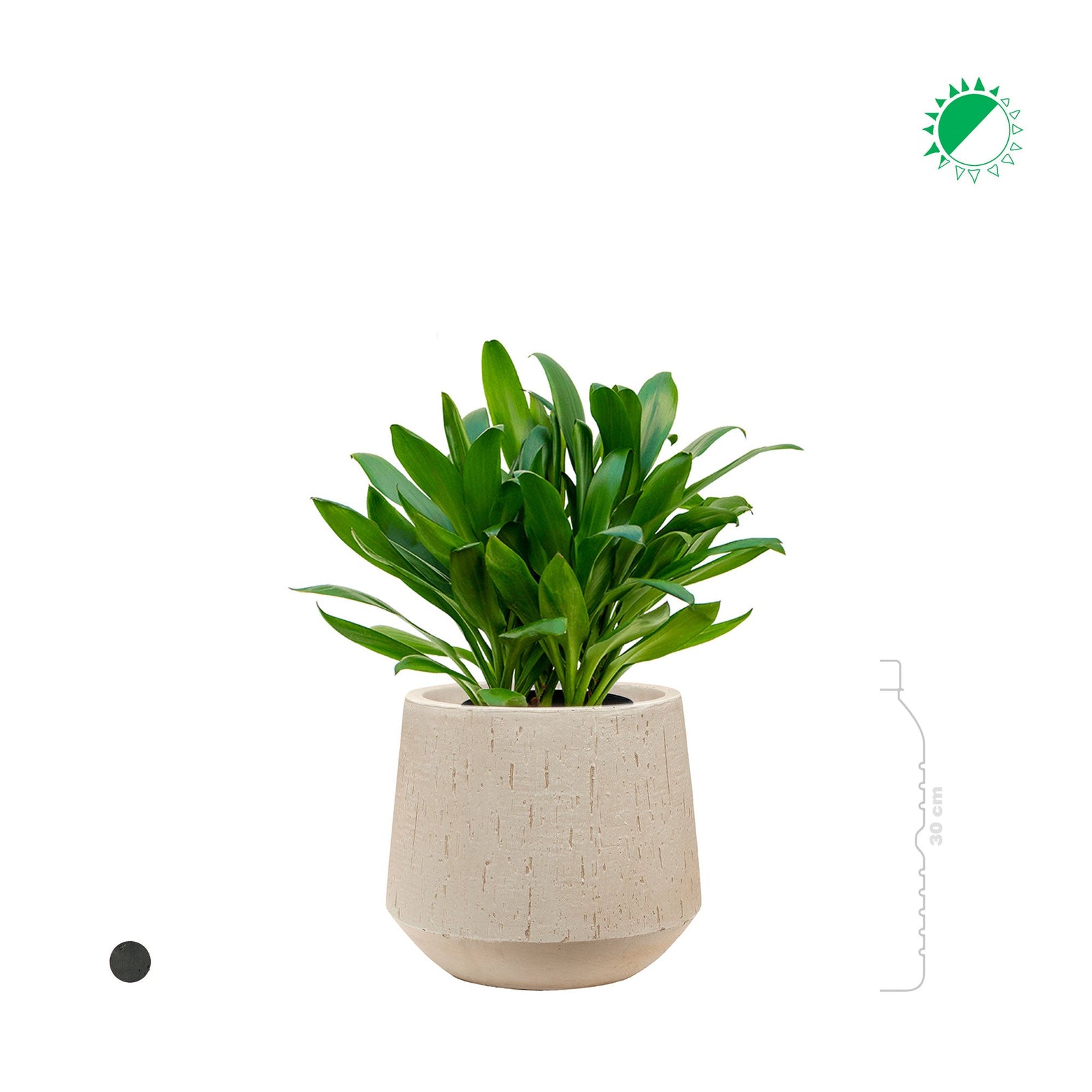 Cordyline Raindrop Darcy PLANTES ET POTS DE BUREAUX 