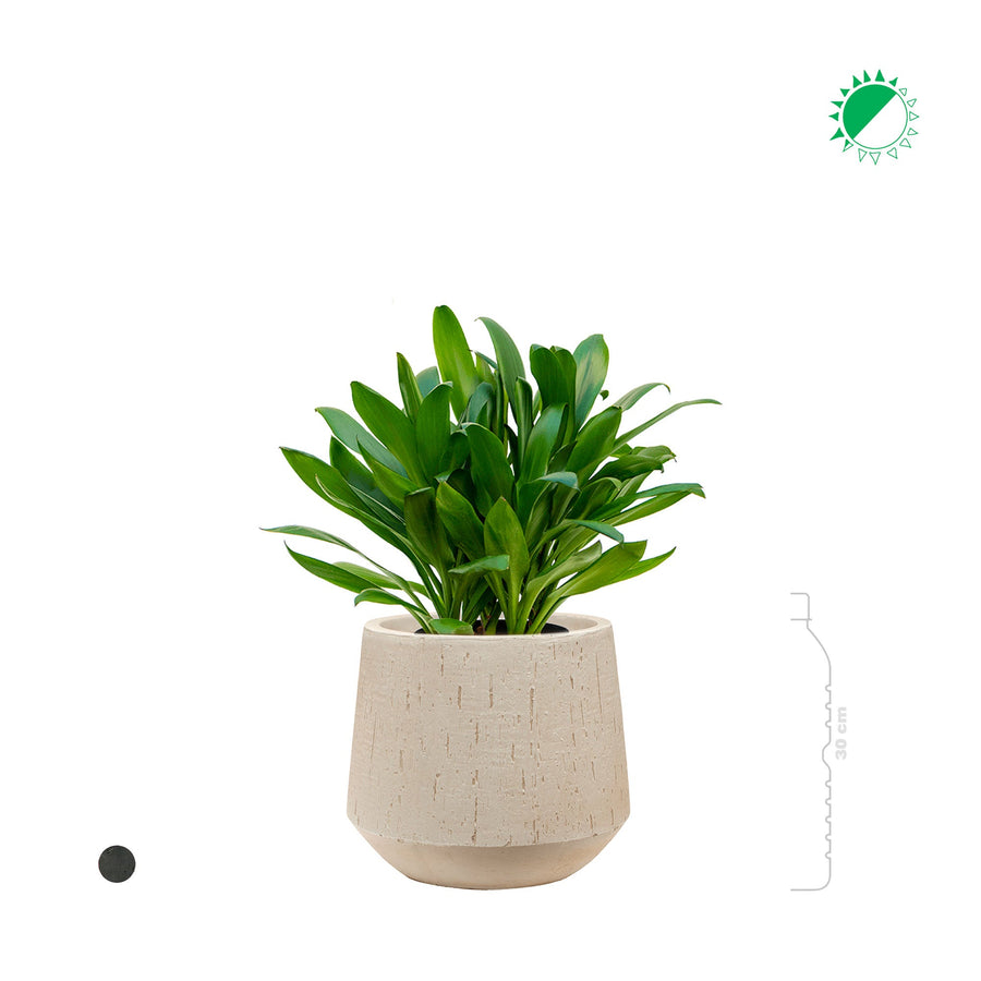 Cordyline Raindrop Darcy PLANTES ET POTS DE BUREAUX 