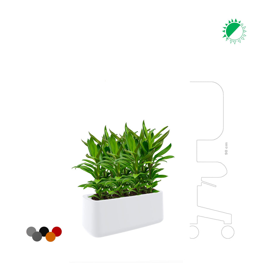 Cordyline Ulm8434 PLANTES ET POTS DE BUREAUX 