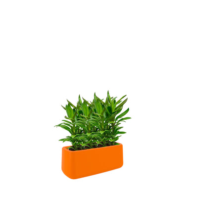 Cordyline Ulm8434 PLANTES ET POTS DE BUREAUX Location/Entretien (HT/mois) Orange 