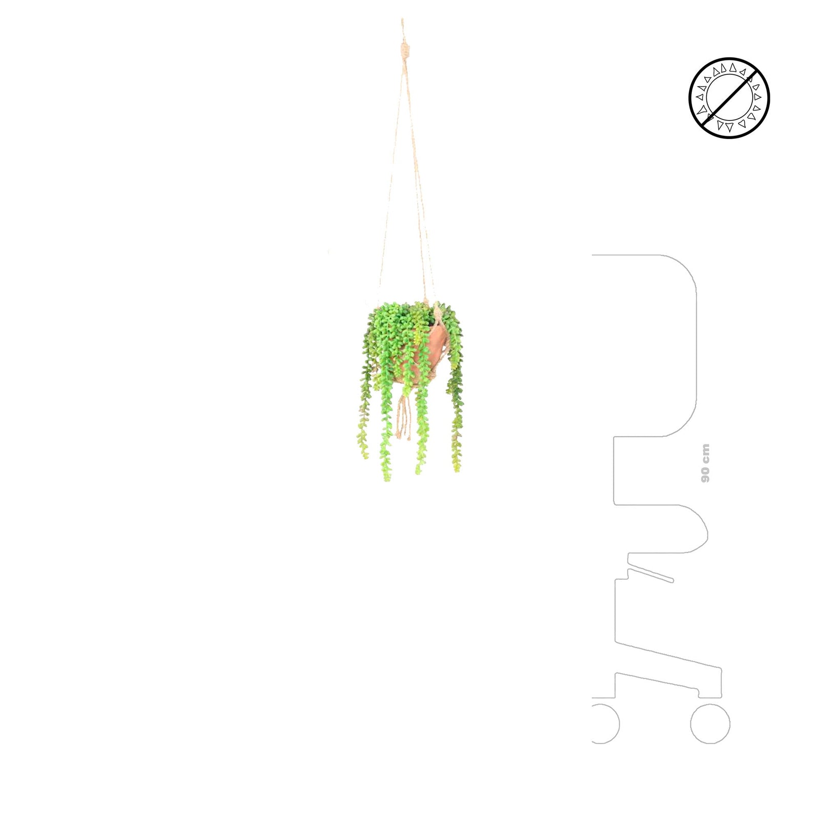 Crassula macrame suspension PLANTES ET POTS DE BUREAUX 