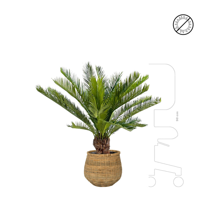 Cycas bohemian Antonio PLANTES ARTIFICIELLES 