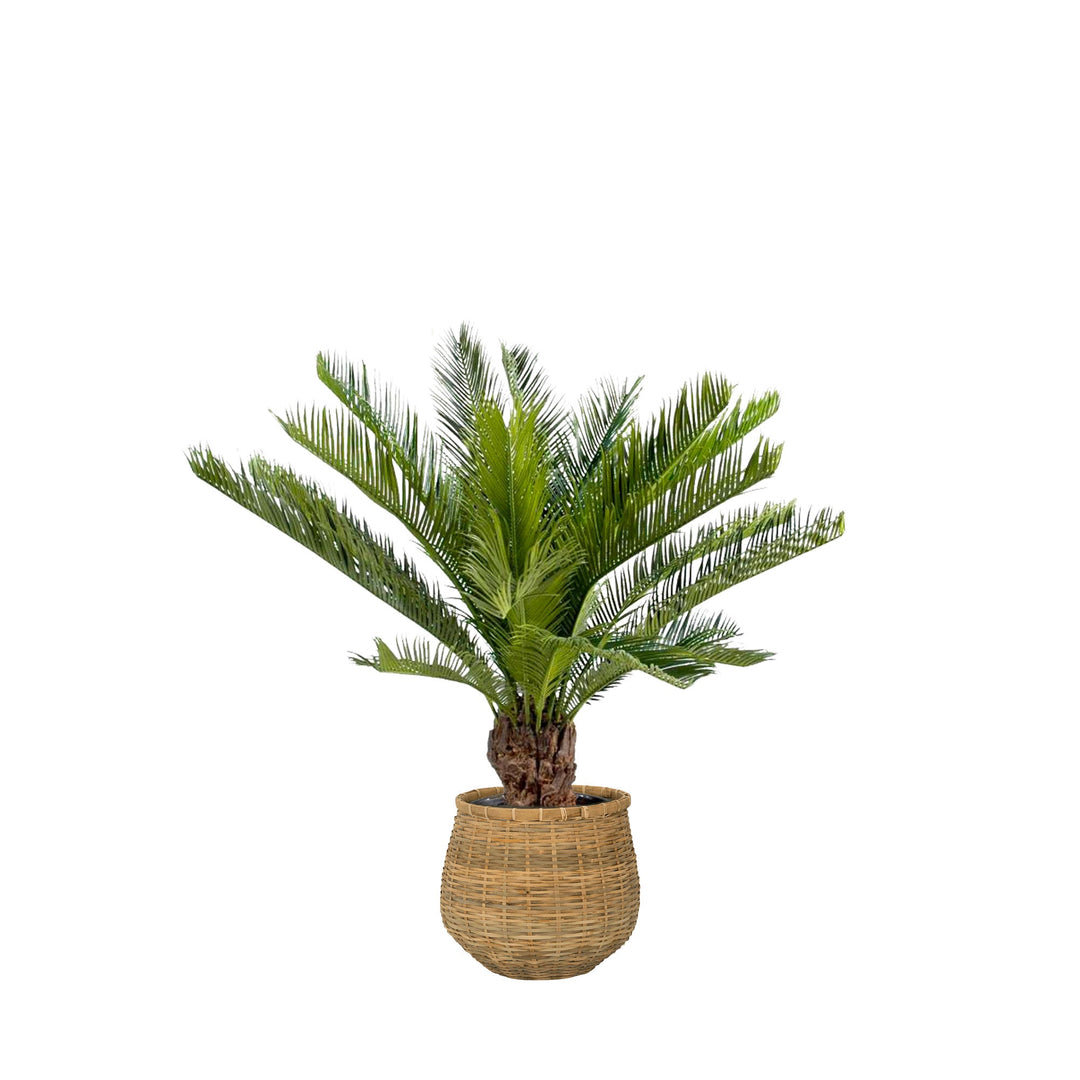 Cycas bohemian Antonio PLANTES ARTIFICIELLES Location/Entretien (HT/mois) Naturel 