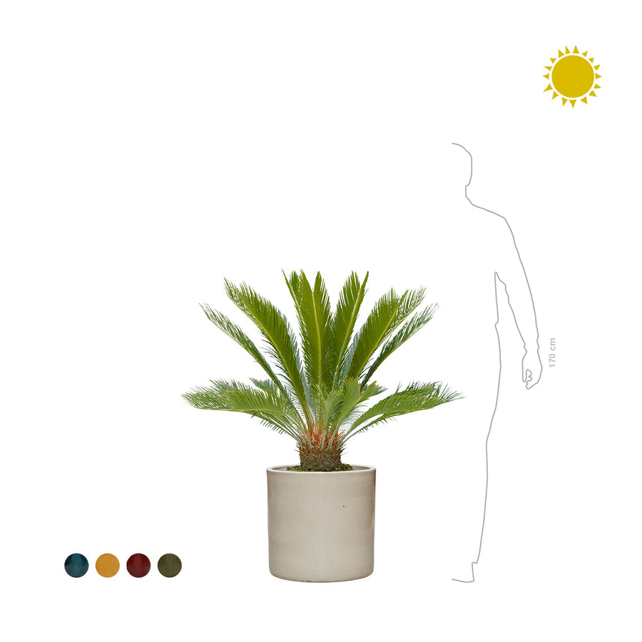 Cycas revoluta Cylinder40 PLANTES ET POTS DE BUREAUX 