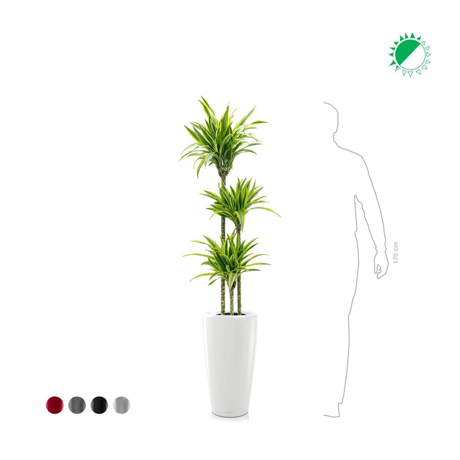 Dracaena 3 pieds Rondo56 PLANTES ET POTS DE BUREAUX 