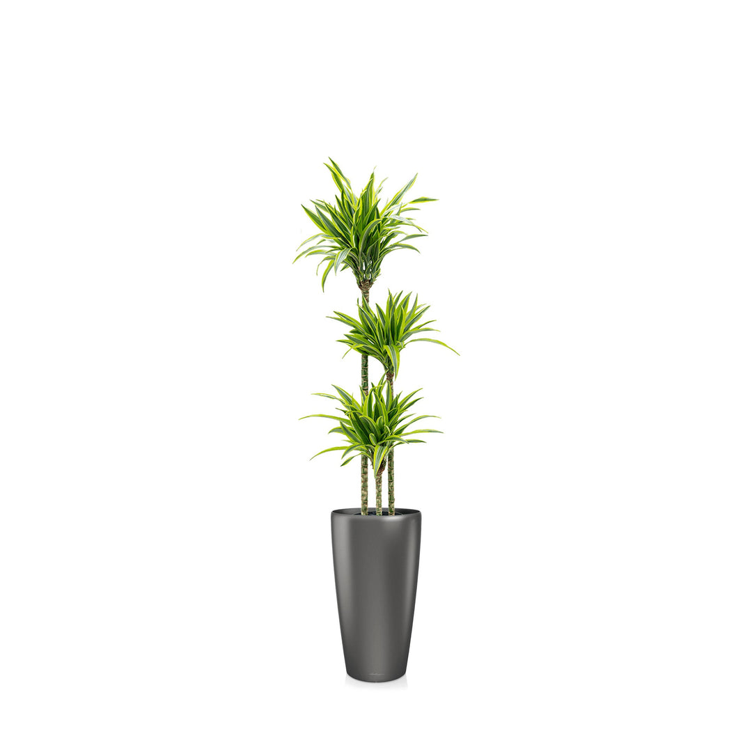 Dracaena 3 pieds Rondo56 PLANTES ET POTS DE BUREAUX Location/Entretien (HT/mois) Anthracite 