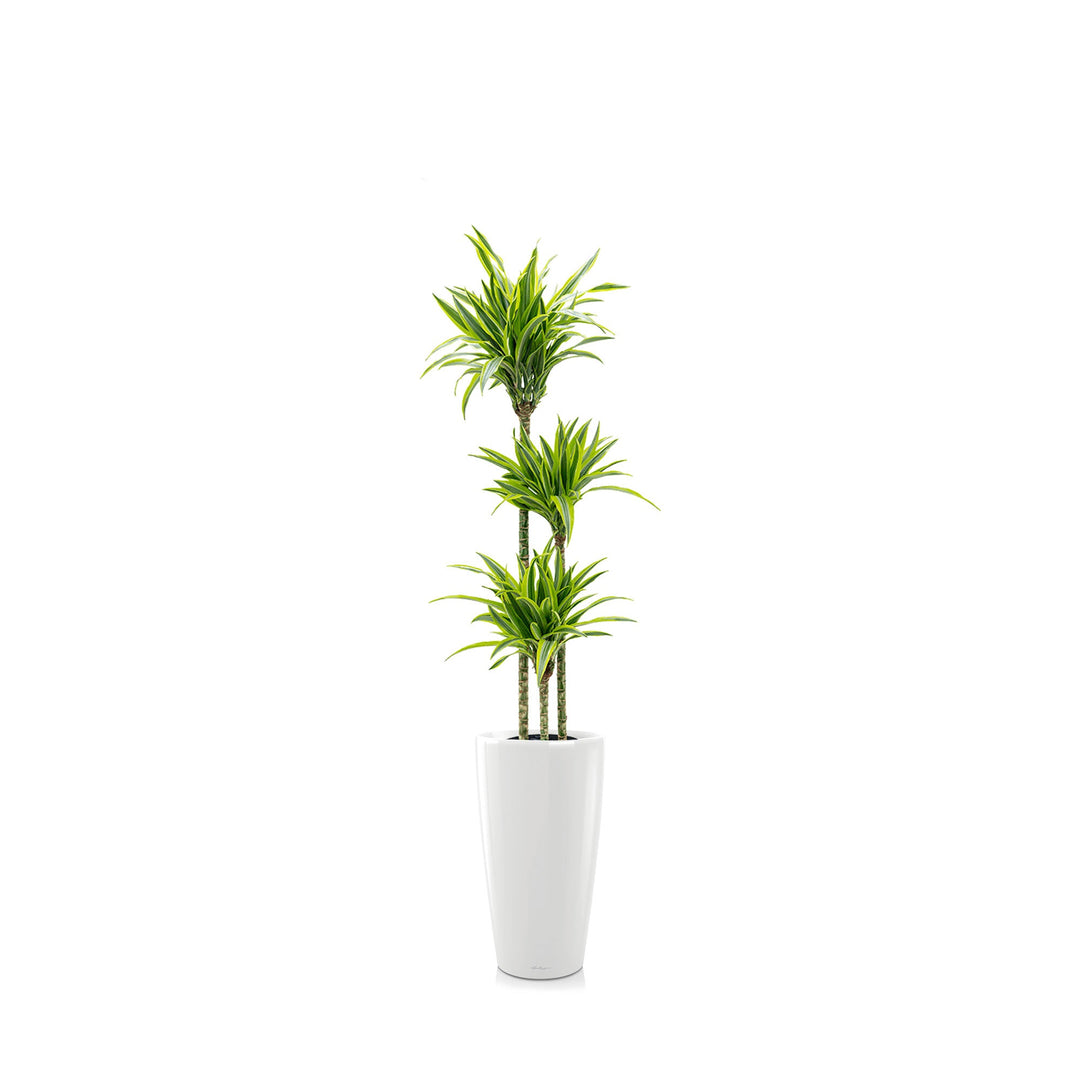 Dracaena 3 pieds Rondo56 PLANTES ET POTS DE BUREAUX Location/Entretien (HT/mois) Blanc 