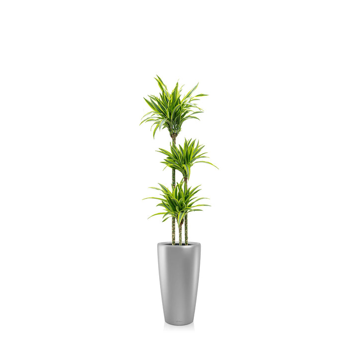 Dracaena 3 pieds Rondo56 PLANTES ET POTS DE BUREAUX Location/Entretien (HT/mois) Gris 