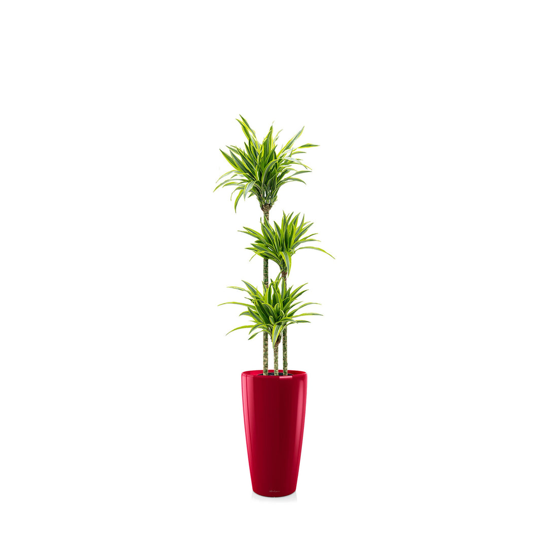 Dracaena 3 pieds Rondo56 PLANTES ET POTS DE BUREAUX Location/Entretien (HT/mois) Rouge 