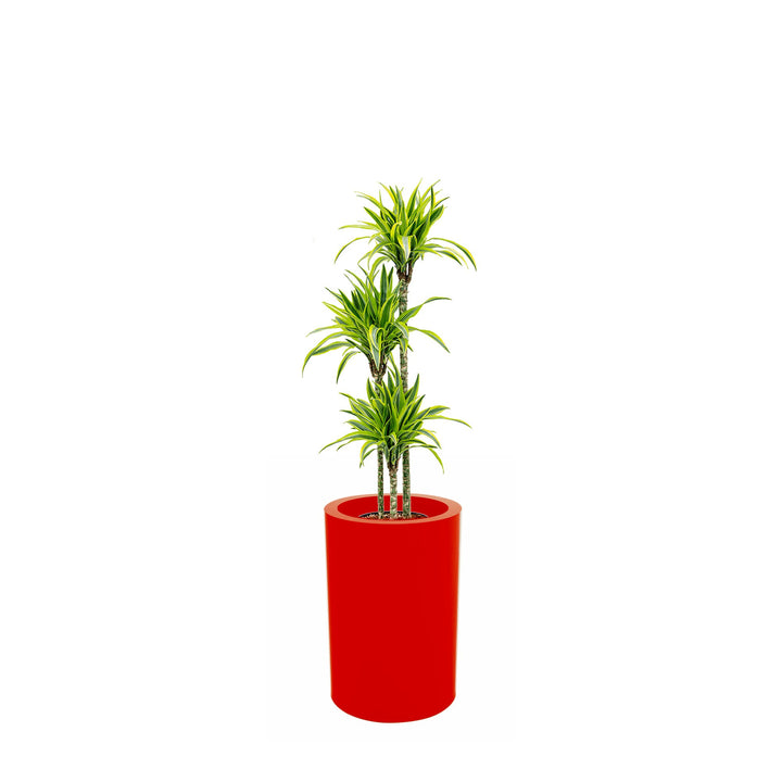 Dracaena Alto75 PLANTES ET POTS DE BUREAUX 