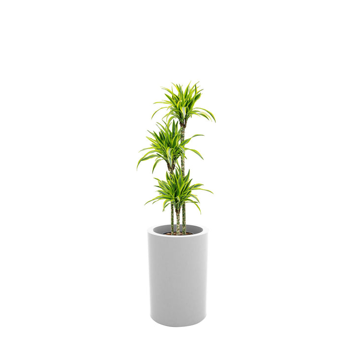 Dracaena Alto75 PLANTES ET POTS DE BUREAUX 