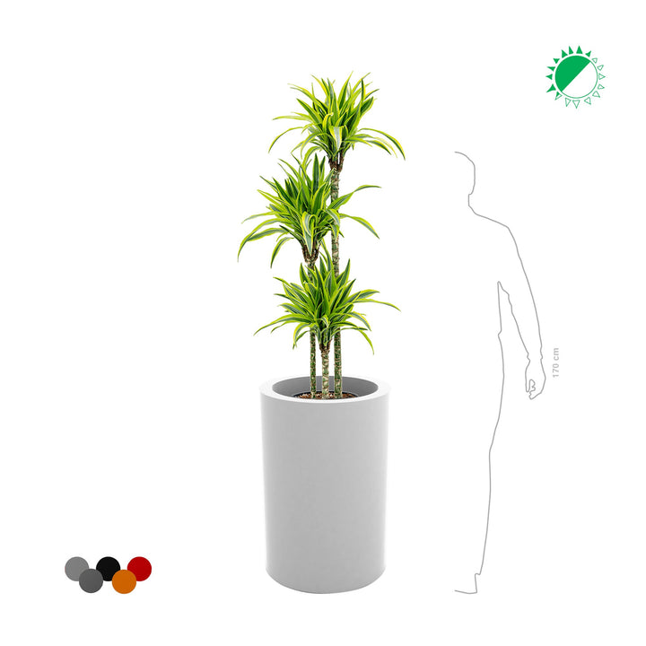 Dracaena Alto75 PLANTES ET POTS DE BUREAUX 