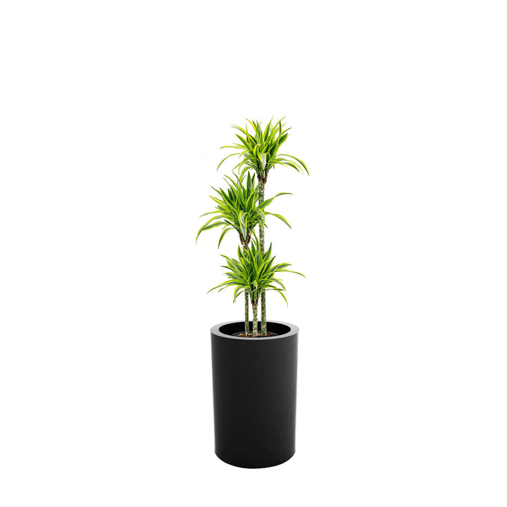 Dracaena Alto75 PLANTES ET POTS DE BUREAUX 