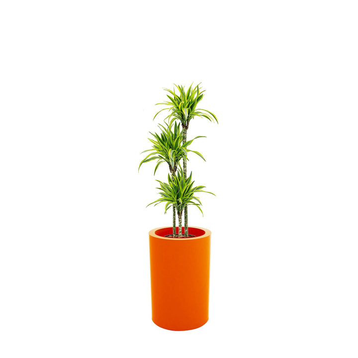 Dracaena Alto75 PLANTES ET POTS DE BUREAUX 