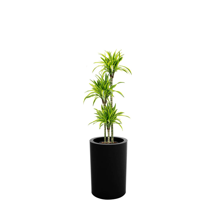 Dracaena Alto75 PLANTES ET POTS DE BUREAUX 