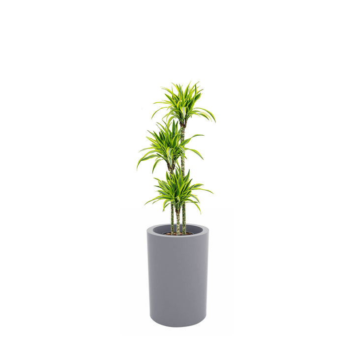 Dracaena Alto75 PLANTES ET POTS DE BUREAUX 