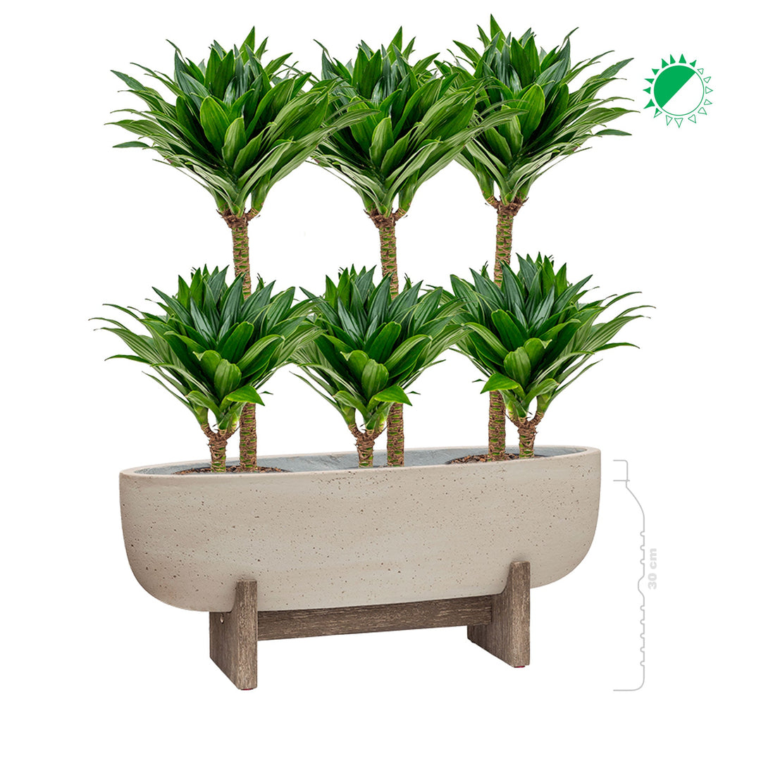 Dracaena Cement Large PLANTES ET POTS DE BUREAUX 