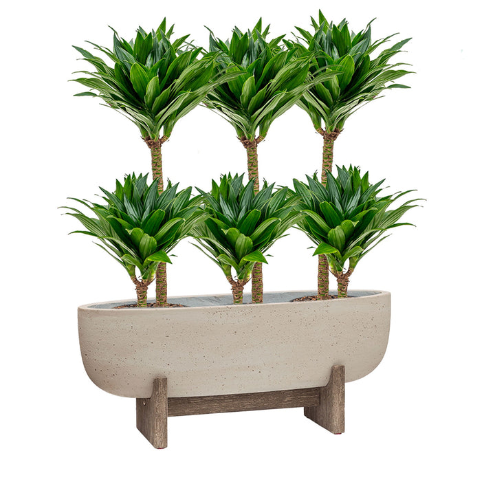 Dracaena Cement Large PLANTES ET POTS DE BUREAUX Location/Entretien (HT/mois) Gris 