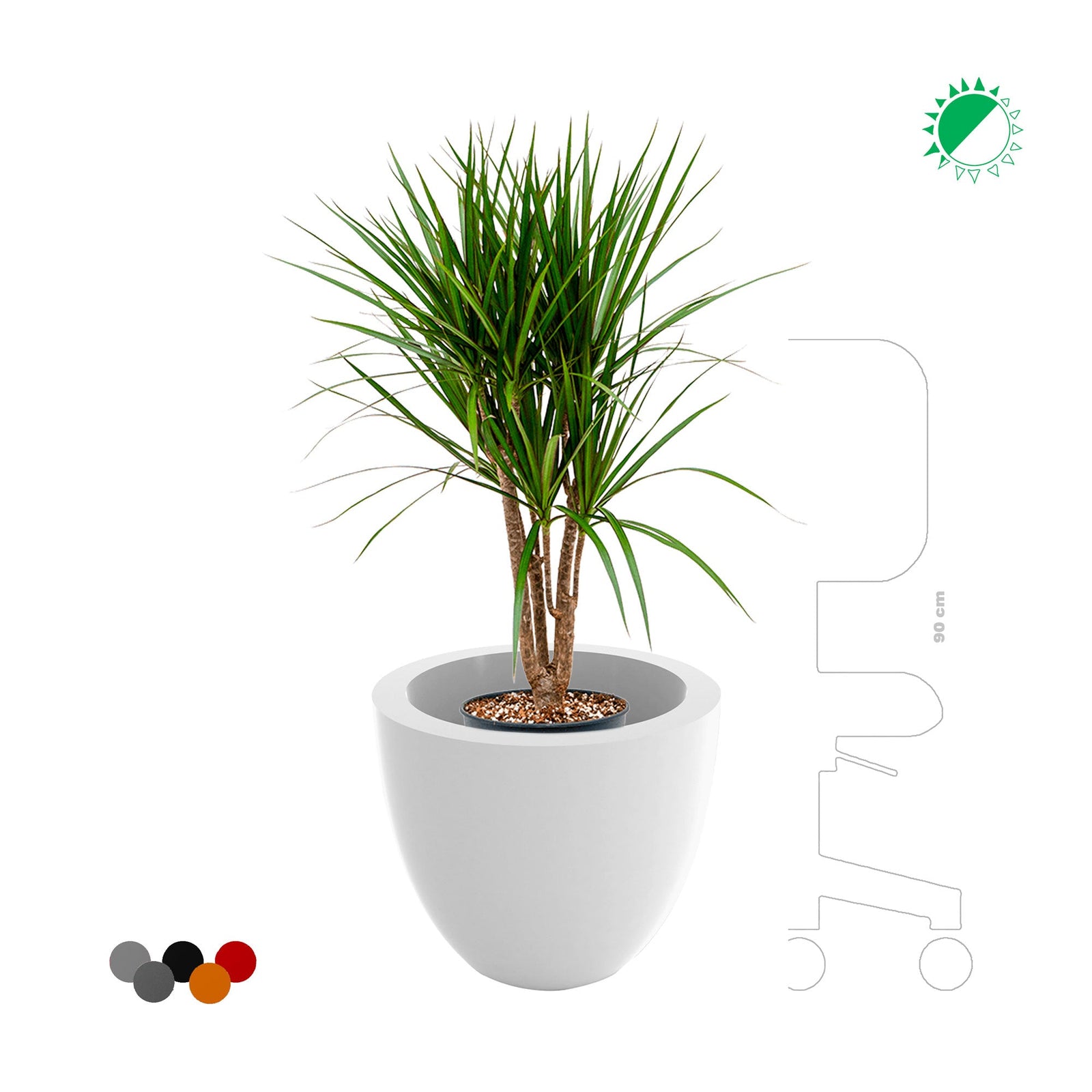 Dracaena cuenco40 PLANTES ET POTS DE BUREAUX 