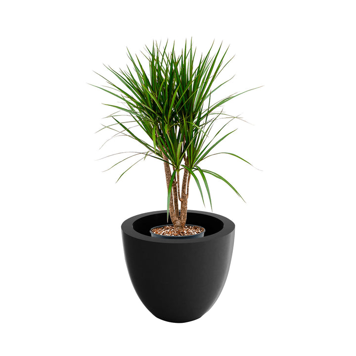 Dracaena cuenco40 PLANTES ET POTS DE BUREAUX Location/Entretien (HT/mois) Anthracite 