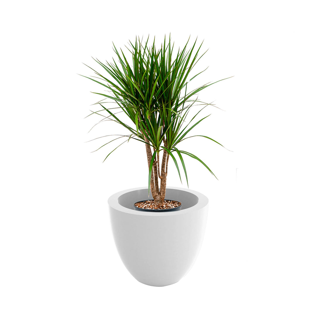 Dracaena cuenco40 PLANTES ET POTS DE BUREAUX Location/Entretien (HT/mois) Blanc 