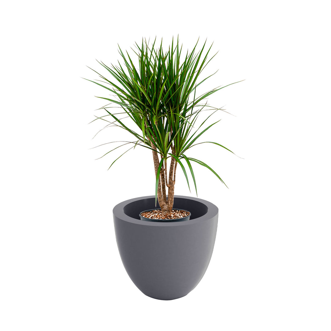 Dracaena cuenco40 PLANTES ET POTS DE BUREAUX Location/Entretien (HT/mois) Gris 