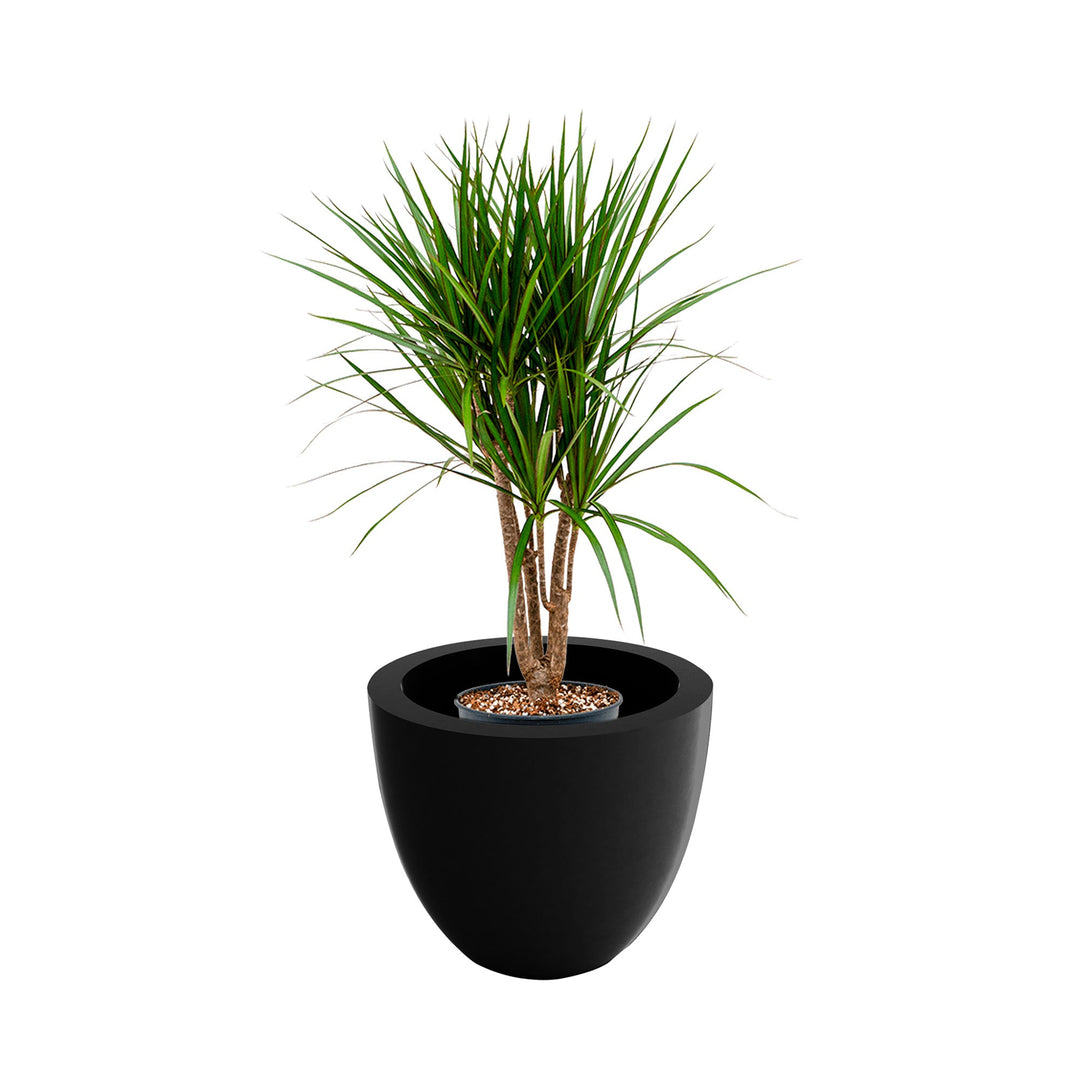 Dracaena cuenco40 PLANTES ET POTS DE BUREAUX Location/Entretien (HT/mois) Noir 