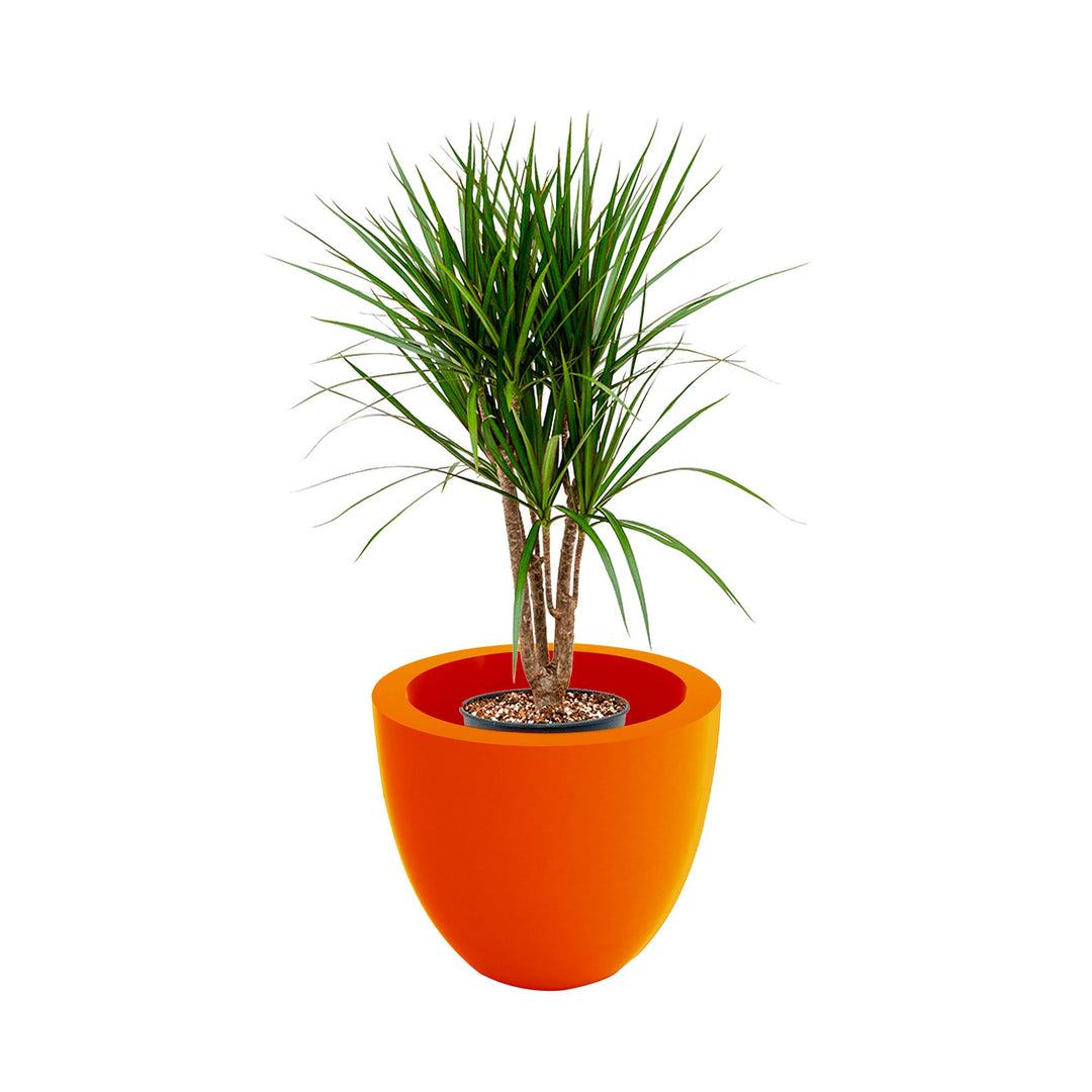 Dracaena cuenco40 PLANTES ET POTS DE BUREAUX Location/Entretien (HT/mois) Orange 