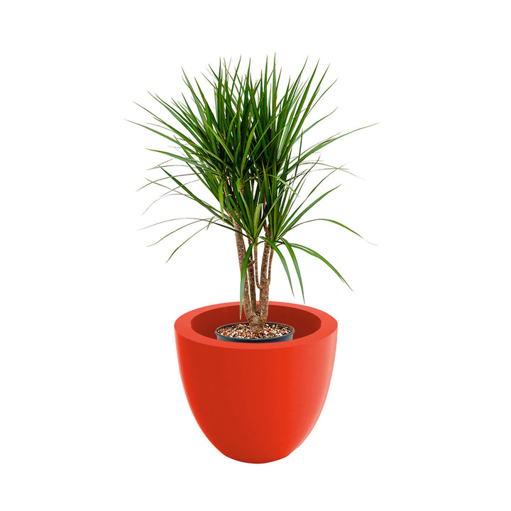 Dracaena cuenco40 PLANTES ET POTS DE BUREAUX Location/Entretien (HT/mois) Rouge 