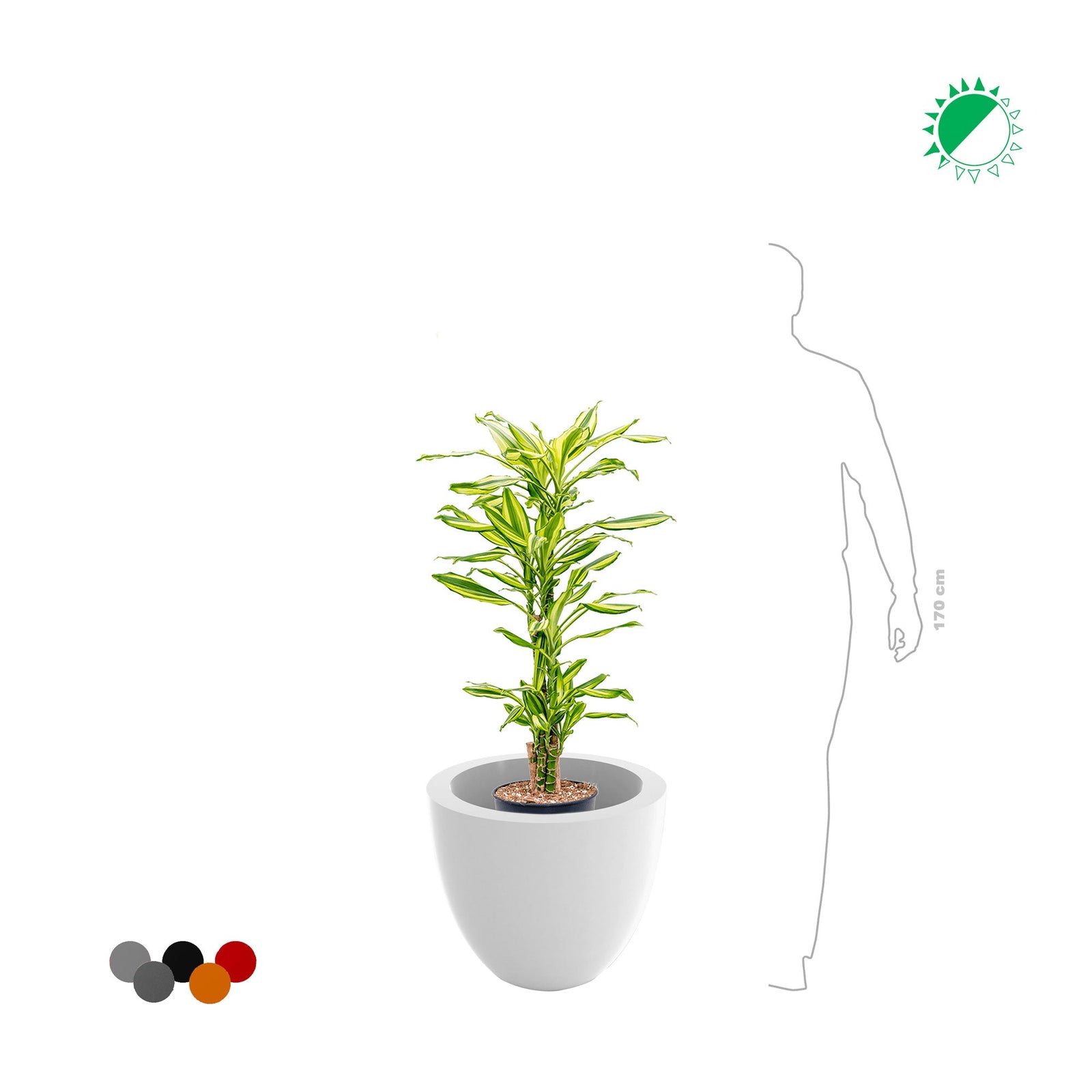 Dracaena Cuenco50 PLANTES ET POTS DE BUREAUX 