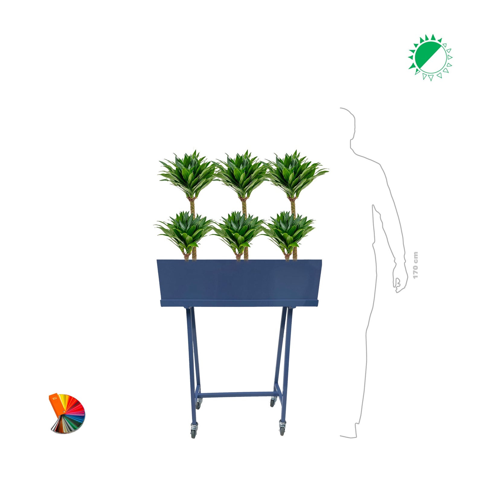 Dracaena Green moving PLANTES ET POTS DE BUREAUX 