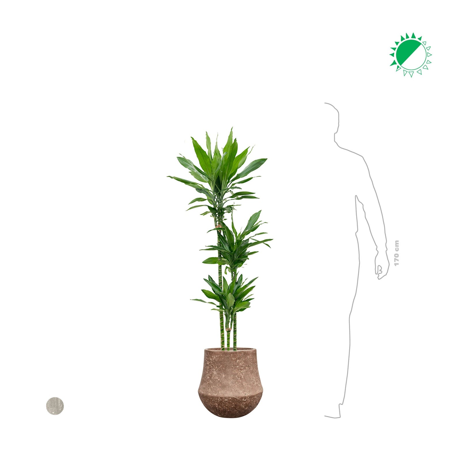Dracaena 'Janet Lind' Polystone33 PLANTES ET POTS DE BUREAUX 