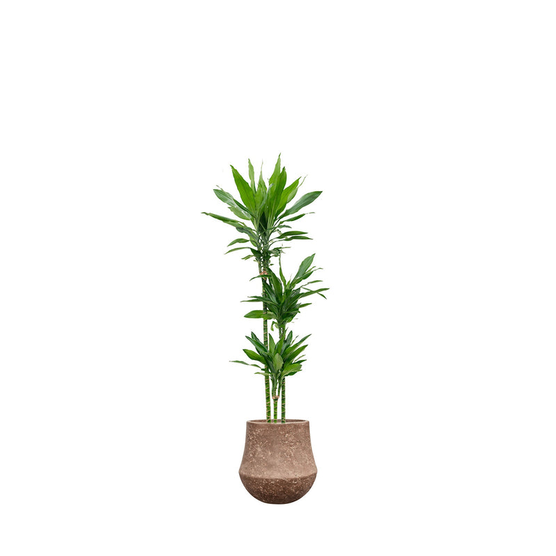 Dracaena &