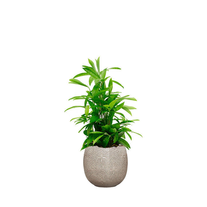 Dracaena Marly30 PLANTES ET POTS DE BUREAUX Location/Entretien (HT/mois) Blanc 