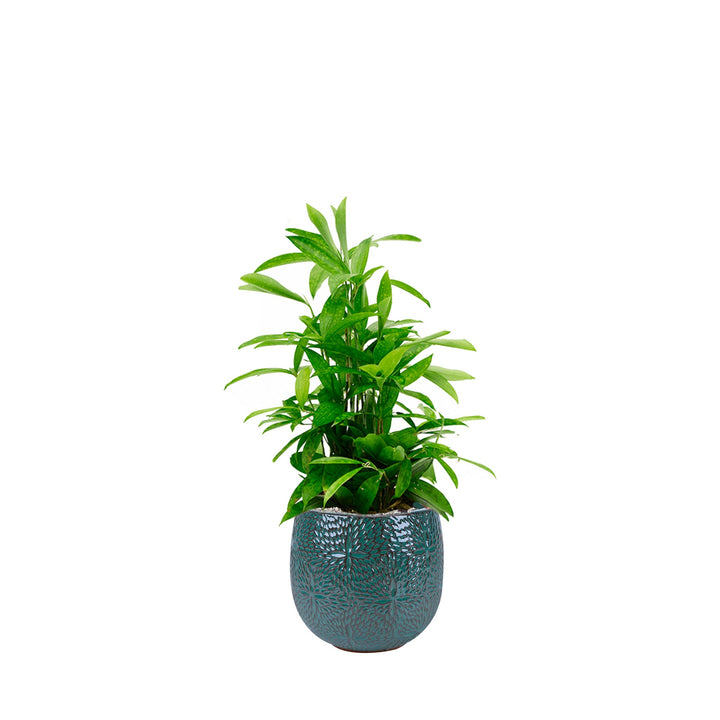 Dracaena Marly30 PLANTES ET POTS DE BUREAUX Location/Entretien (HT/mois) Bleu 