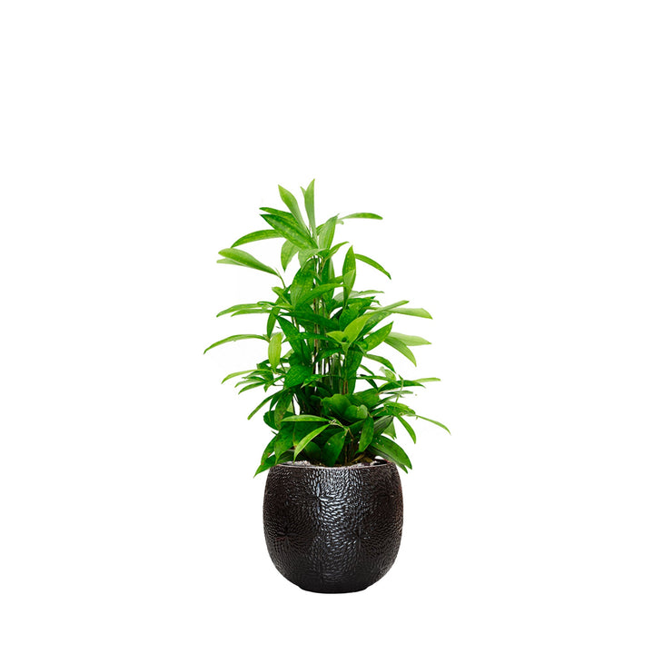 Dracaena Marly30 PLANTES ET POTS DE BUREAUX Location/Entretien (HT/mois) Noir 