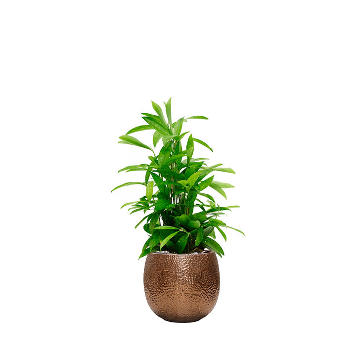 Dracaena Marly30 PLANTES ET POTS DE BUREAUX Location/Entretien (HT/mois) Or 