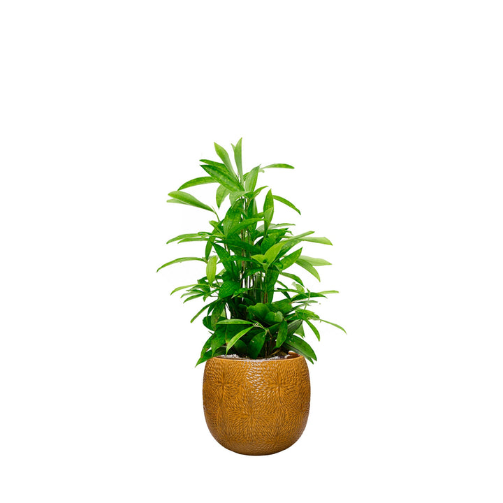 Dracaena Marly30 PLANTES ET POTS DE BUREAUX Location/Entretien (HT/mois) Orange 