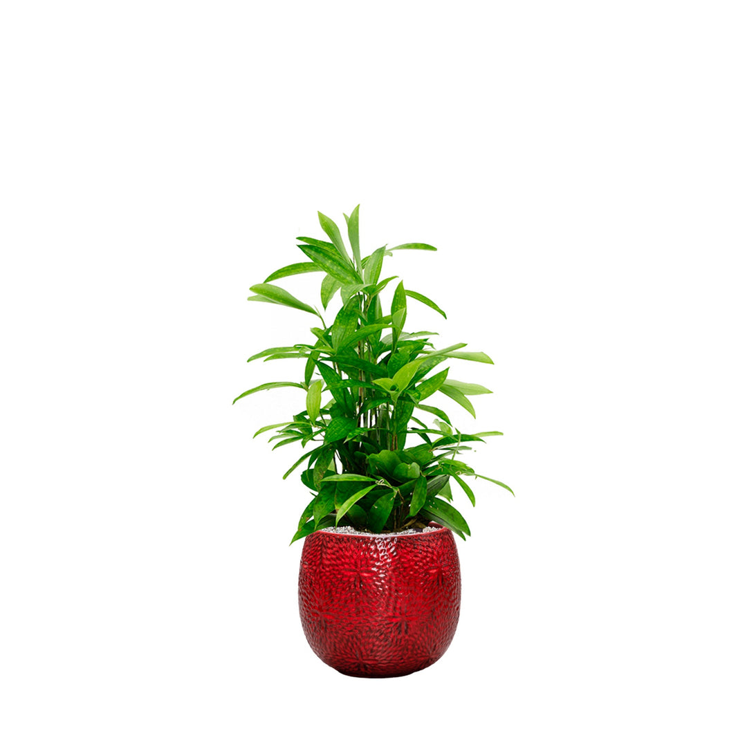 Dracaena Marly30 PLANTES ET POTS DE BUREAUX Location/Entretien (HT/mois) Rouge 