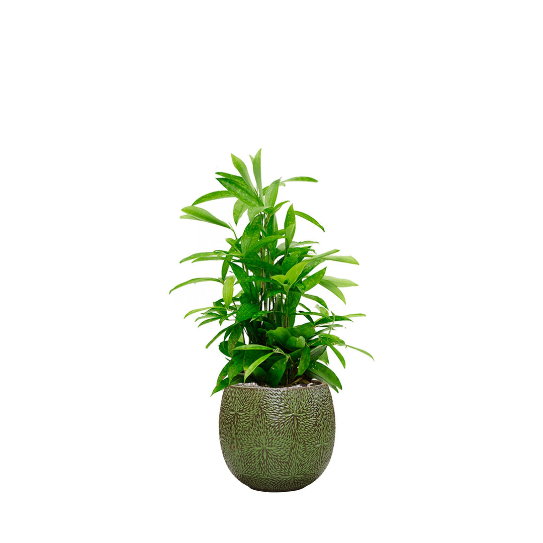 Dracaena Marly30 PLANTES ET POTS DE BUREAUX Location/Entretien (HT/mois) Vert 