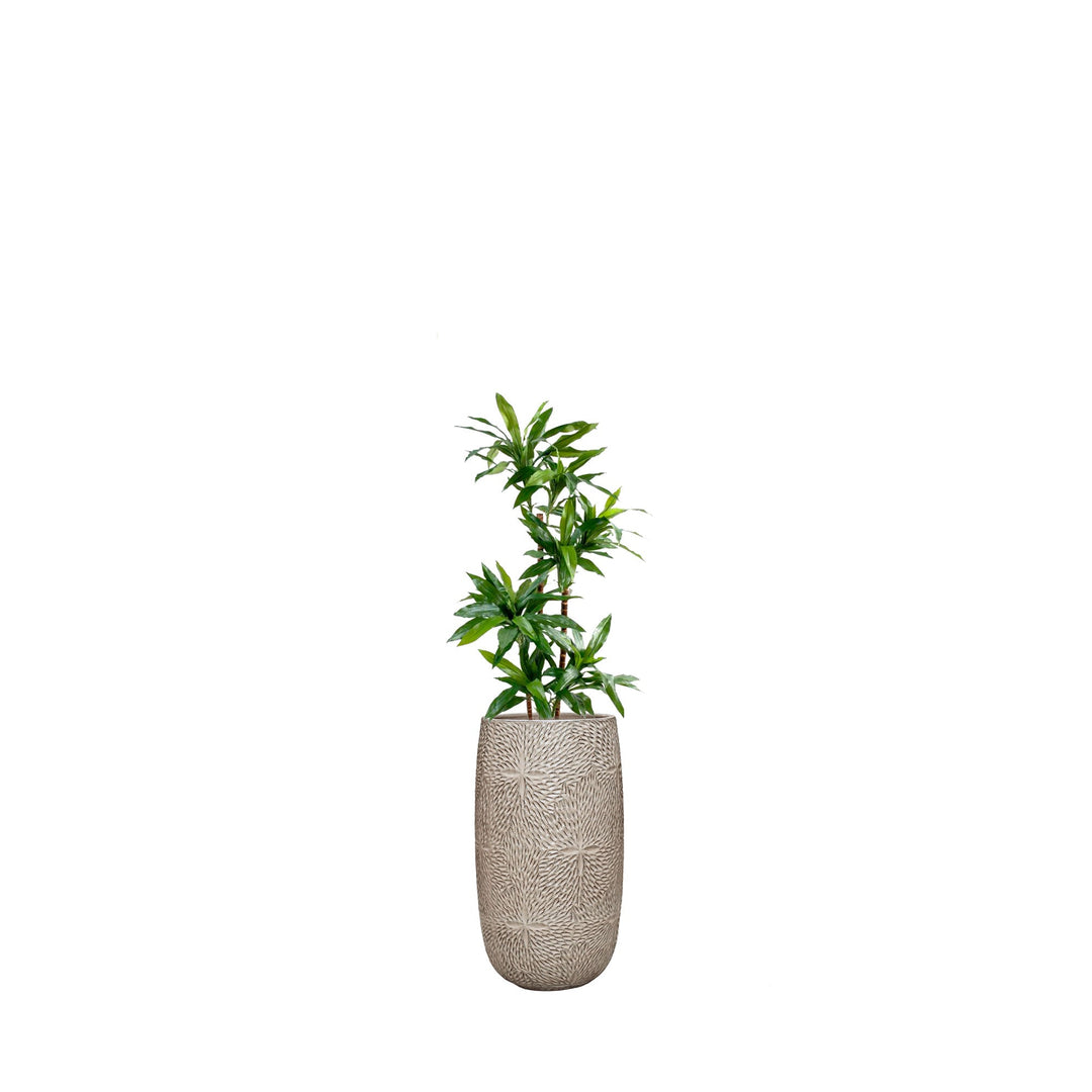 Dracaena Marly36 PLANTES ARTIFICIELLES Location/Entretien (HT/mois) Blanc 