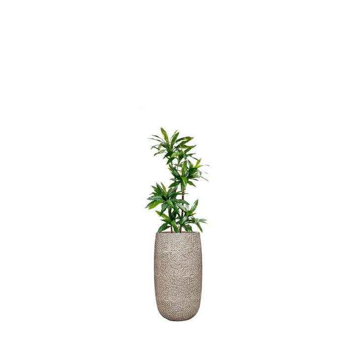 Dracaena Marly36 PLANTES ARTIFICIELLES Location/Entretien (HT/mois) Blanc 