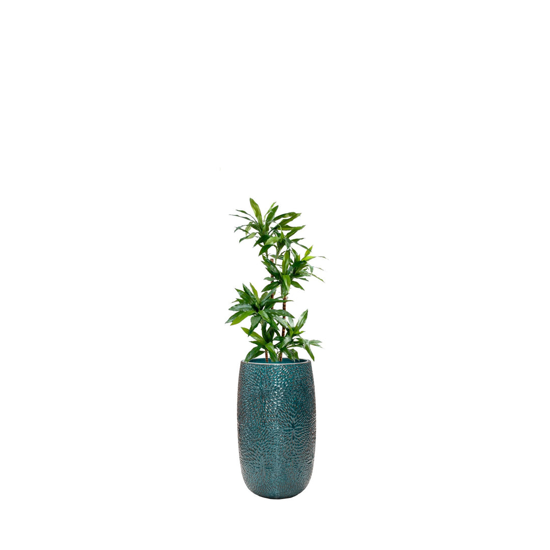 Dracaena Marly36 PLANTES ARTIFICIELLES Location/Entretien (HT/mois) Bleu 