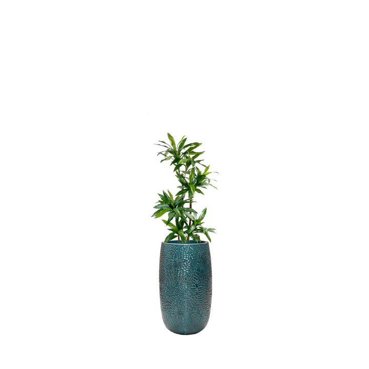 Dracaena Marly36 PLANTES ARTIFICIELLES Location/Entretien (HT/mois) Bleu 