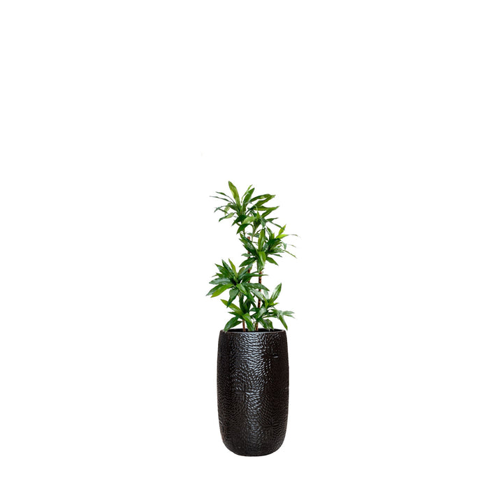 Dracaena Marly36 PLANTES ARTIFICIELLES Location/Entretien (HT/mois) Noir 