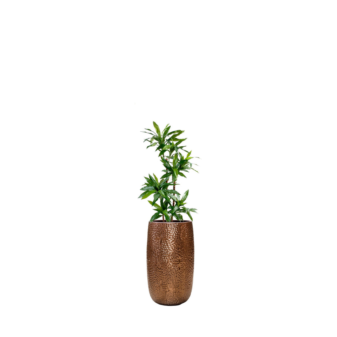 Dracaena Marly36 PLANTES ARTIFICIELLES Location/Entretien (HT/mois) Or 