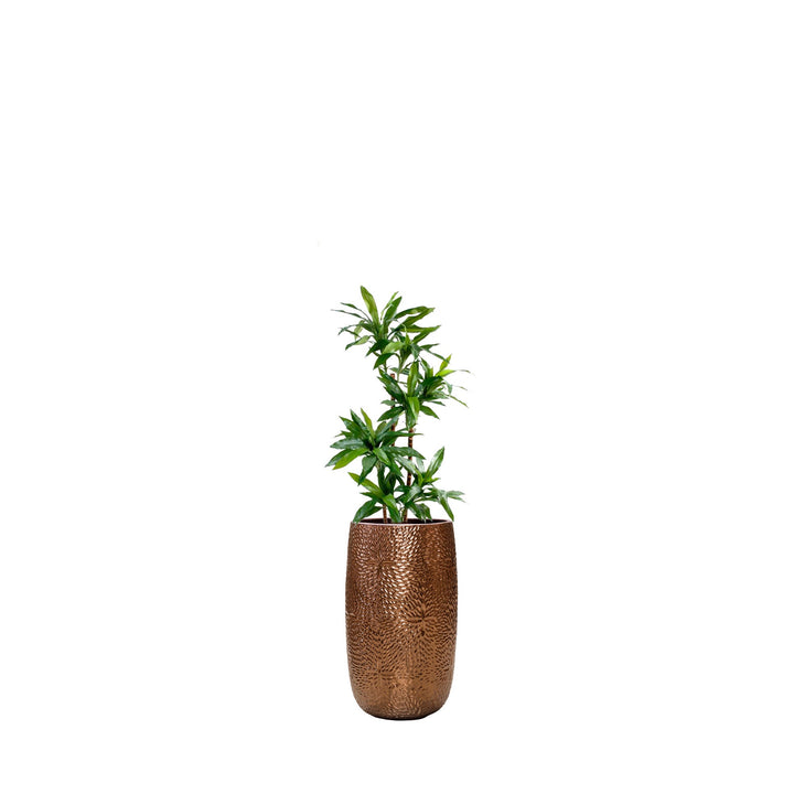 Dracaena Marly36 PLANTES ARTIFICIELLES Location/Entretien (HT/mois) Or 