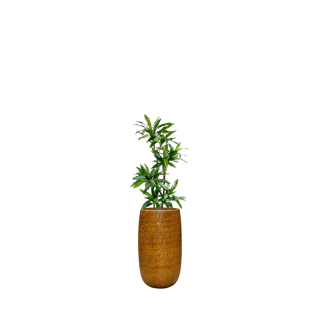 Dracaena Marly36 PLANTES ARTIFICIELLES Location/Entretien (HT/mois) Orange 