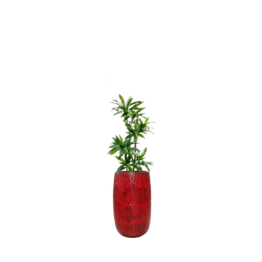 Dracaena Marly36 PLANTES ARTIFICIELLES Location/Entretien (HT/mois) Rouge 